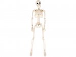Ruhhy 26027 Ľudská kostra na Halloween 40 cm