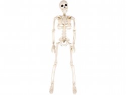 Ruhhy 26027 Ľudská kostra na Halloween 40 cm