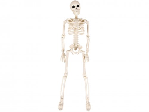 Ruhhy 26027 Ľudská kostra na Halloween 40 cm