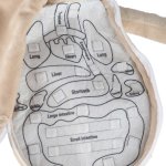 KIK KX2954 Edukačná bábika - anatomický model, chlapec