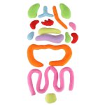 KIK KX2954 Edukačná bábika - anatomický model, chlapec