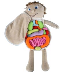 KIK KX2954 Edukačná bábika - anatomický model, chlapec