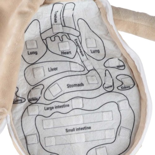 KIK KX2954 Edukačná bábika - anatomický model, chlapec