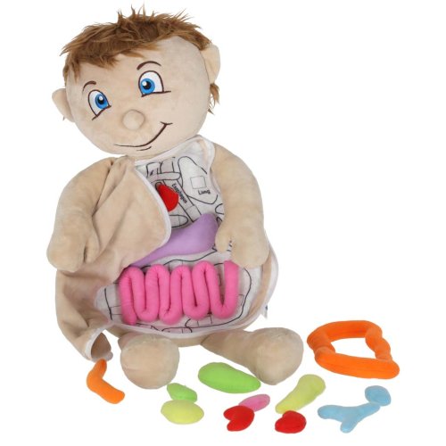 KIK KX2954 Edukačná bábika - anatomický model, chlapec