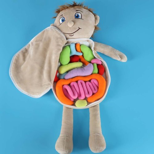 KIK KX2954 Edukačná bábika - anatomický model, chlapec