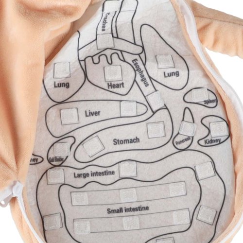 KIK KX2954 Edukačná bábika - anatomický model, dievča