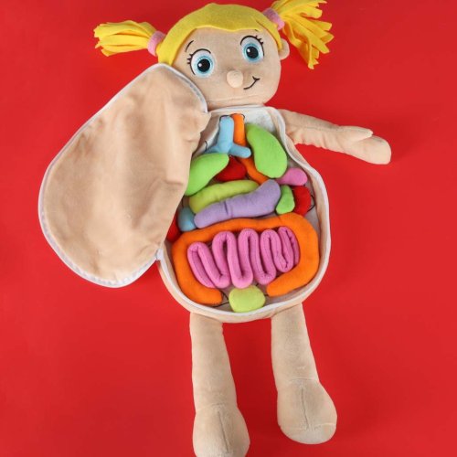 KIK KX2954 Edukačná bábika - anatomický model, dievča