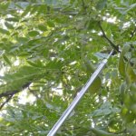 RealG RC-K-2213 Teleskopický česáček na ovoce 400 cm, 4 nástavce