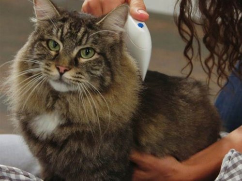 Verk 15696 Hrebeň proti blchám pre psov a mačky Flea Doctor